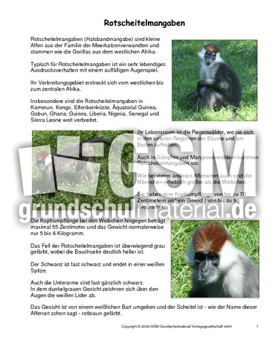 Rotscheitelmangaben-Steckbrief.pdf